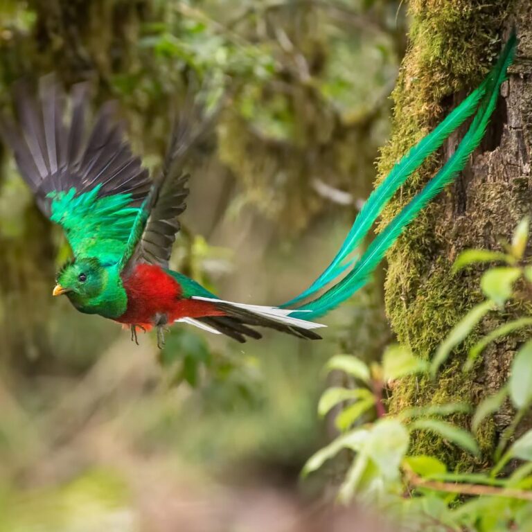 Monteverde