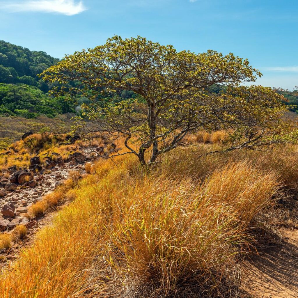 Rincón de La Vieja 7