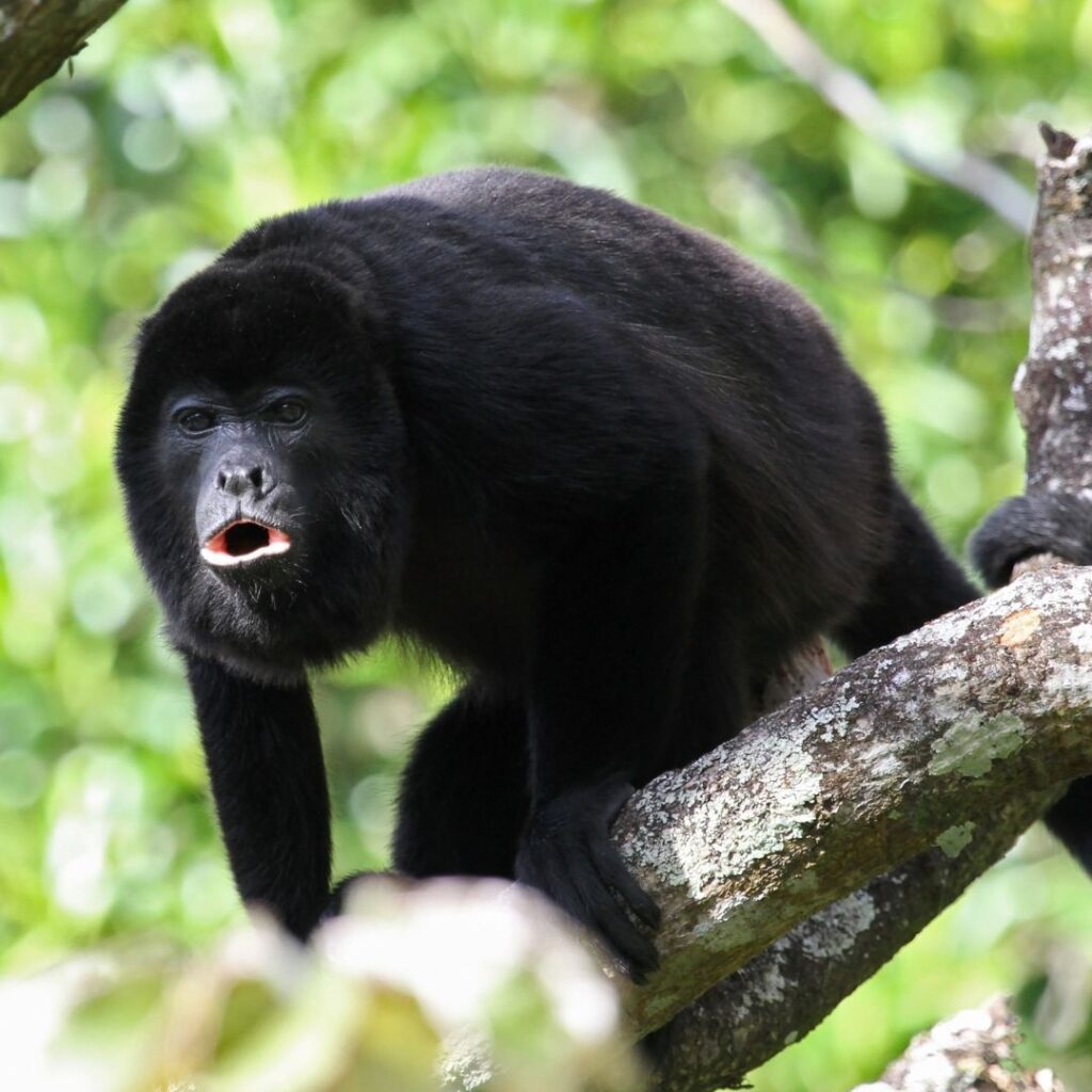 Monteverde A